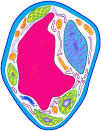 cell.jpg